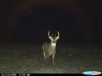 Monster Kansas Bucks, Free Pheasant Hunt for 2009, Turkey Hunting