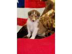 Collie Puppy for Sale - Adoption, Rescue