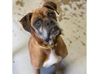 Marvin Boxer Adult Male