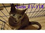 Luna (21-118) American Shorthair Adult Female