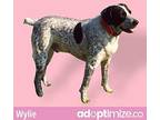 Wylie German Shorthaired Pointer Adult Male