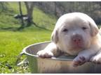 Labrador Retriever Puppy for Sale - Adoption, Rescue