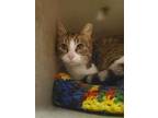 Can Can*Working Cat Domestic Shorthair Adult Male