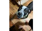 Velcro American Staffordshire Terrier Adult Male