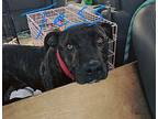 Tess American Staffordshire Terrier Adult Female