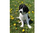 Zedd Beagle Puppy Male