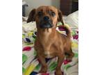 Walt (GAPR/Fostered in TN) Pug Adult - Adoption, Rescue