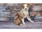 Toy Australian Shepherd Puppy for Sale - Adoption, Rescue