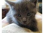 Harissa Domestic Shorthair Kitten Female