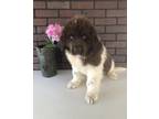 Newfoundland Puppy for Sale - Adoption, Rescue