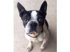 Henry Boston Terrier Senior - Adoption, Rescue