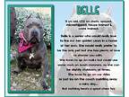 Belle American Pit Bull Terrier Senior Female