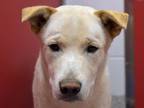 OLAF Labrador Retriever Young - Adoption, Rescue