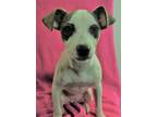 Piper Jack Russell Terrier Baby - Adoption, Rescue