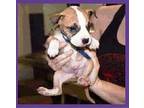 Odie Boxer Puppy Male