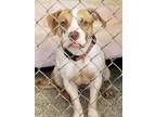 Sasha Pit Bull Terrier Adult - Adoption, Rescue