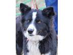 Cosmo Border Collie Young Male