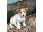 Popcorn - Adoption Pending! Cairn Terrier Baby - Adoption, Rescue
