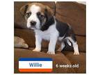 Willie Australian Shepherd Puppy Male