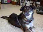 Buddy German Shepherd Dog Adult - Adoption, Rescue