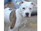 Topaz Pit Bull Terrier Adult - Adoption, Rescue
