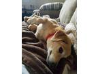 Scamp Labrador Retriever Senior - Adoption, Rescue