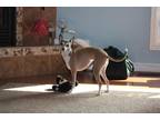 Zoe Italian Greyhound Adult - Adoption, Rescue