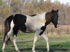 Rio Tennessee Walker Young - Adoption, Rescue