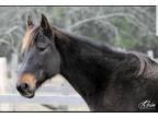 Kaline (companion- free if approved) Standardbred Adult - Adoption, Rescue
