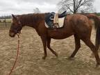 Devil Lady Thoroughbred Adult - Adoption, Rescue