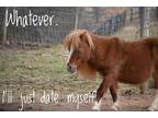 Rod Stewart Miniature Horse Adult - Adoption, Rescue