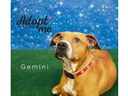 Gemini Pit Bull Terrier Adult Female