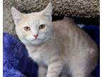 Camden Domestic Shorthair Kitt
