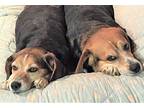 Frankie and Maddie (Courtesy) Beagle Adult Female