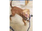 Spice American Pit Bull Terrier Puppy Male