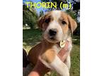 THORIN Border Collie Puppy Male