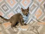 Shea Siamese Kitten Female