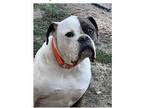 Jacoby American Bulldog Adult Male