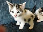 Pepper Domestic Shorthair Kitten Female