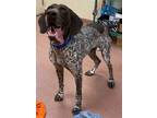 PLOW German Shorthaired Pointer Adult Male
