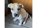 Brooklyn American Staffordshire Terrier Puppy Female