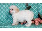 Toy Poodle Puppy for Sale - Adoption, Rescue