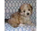 Malti Poo Puppy for Sale - Adoption, Rescue