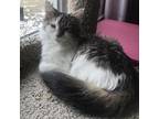 Pepper Maine Coon Young Female