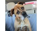 Adopt Ruby a Tan/Yellow/Fawn Boxer / Mixed dog in Tulsa, OK (35777938)