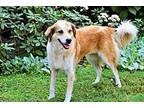 GINGER Collie Adult Female
