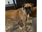 Adopt Natalie a Tan/Yellow/Fawn Boxer / Mixed dog in Tulsa, OK (35777937)