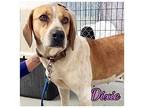 Dixie Beagle Adult Female