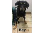 11698 Bay Rottweiler Adult Male