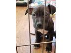 Mickey American Pit Bull Terrier Puppy Male